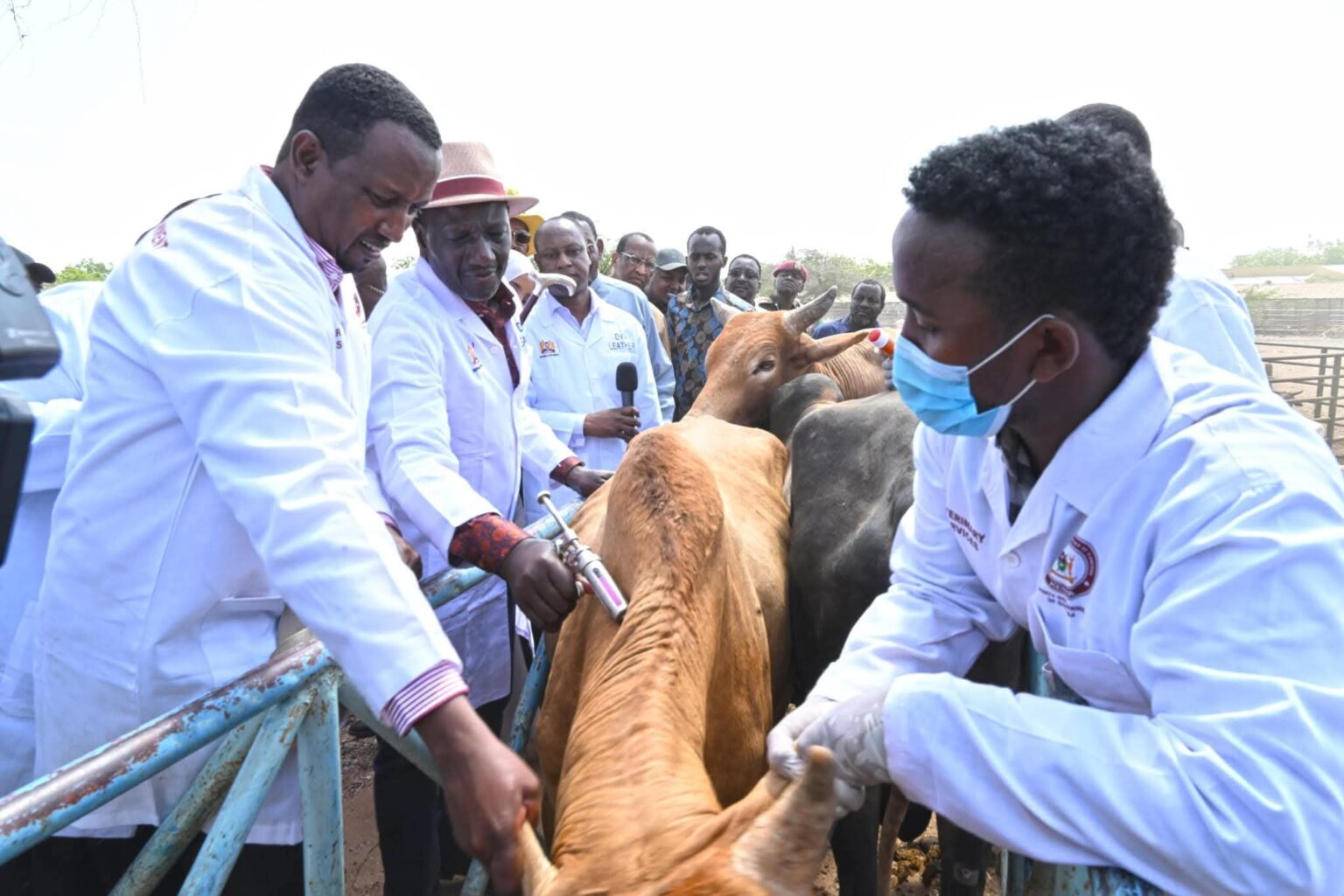 Garissa County Issues Strict Public Health Directives Ahead of Eid-Al-Adha Qurbani Activities. Photo: Courtesy — Garissa County Director of Livestock alongside President William Ruto during a past animal vaccination exercise in Garissa County.