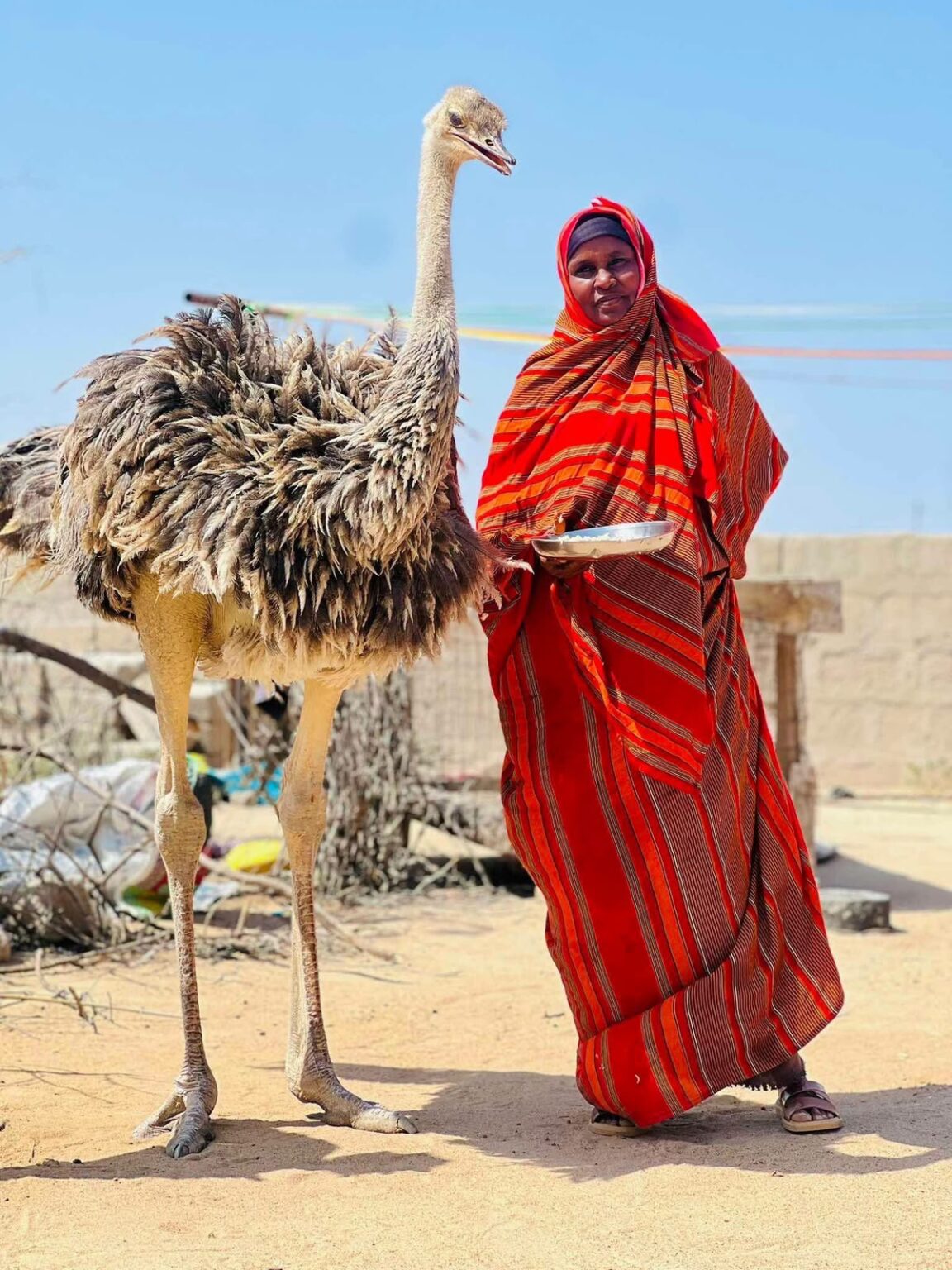 Mama Amina poses for a photo with Aisha, the ostrich she rescued and raised for more than a year, moments before Kenya Wildlife Service (KWS) officers relocated the bird to its natural habitat in Wajir West, Wajir County. Photo/Handout.